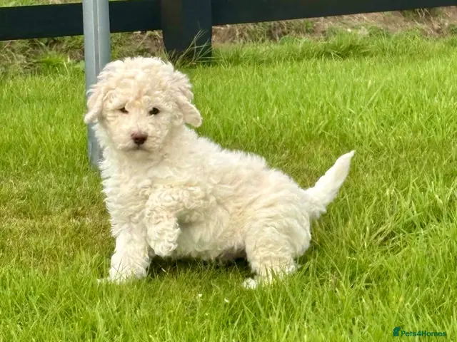 Labradoodle dogs Labradoodle pups - Advert 1