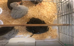 Guinea Fowl poultry for sale: 5 baby Guinea fowls and 1 Californian quail - Image 2