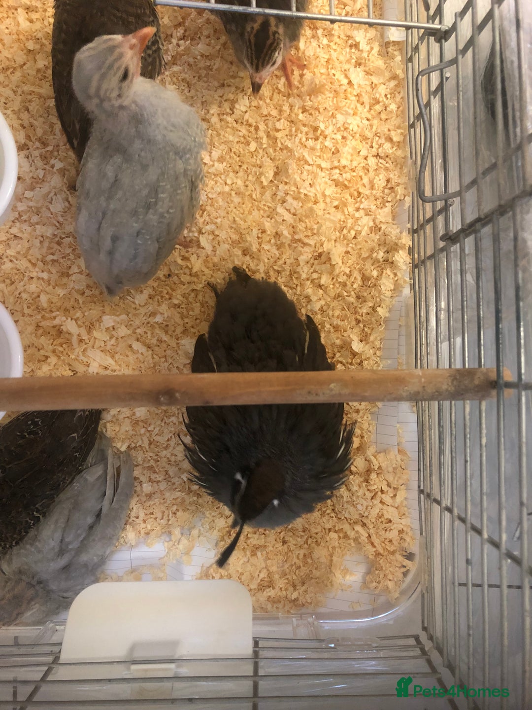 Guinea Fowl poultry for sale: 5 baby Guinea fowls and 1 Californian quail - Image 2