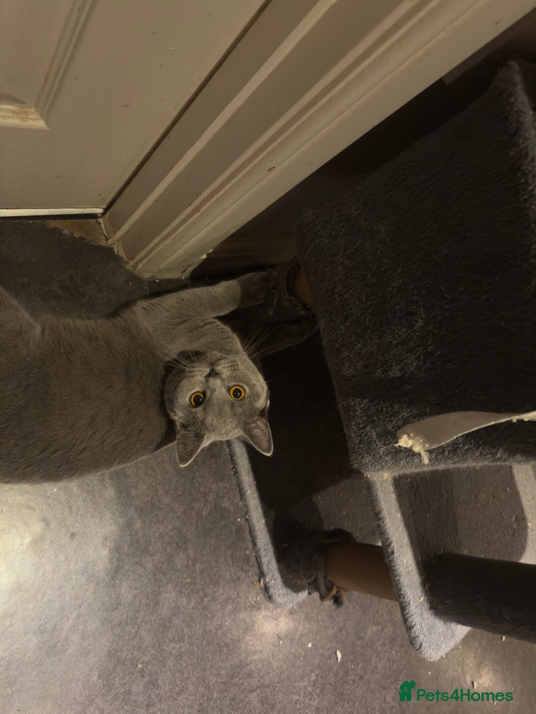 British Shorthair cats for sale: Adorable British Shorthair Kittens Family-Friendly - Advert 5