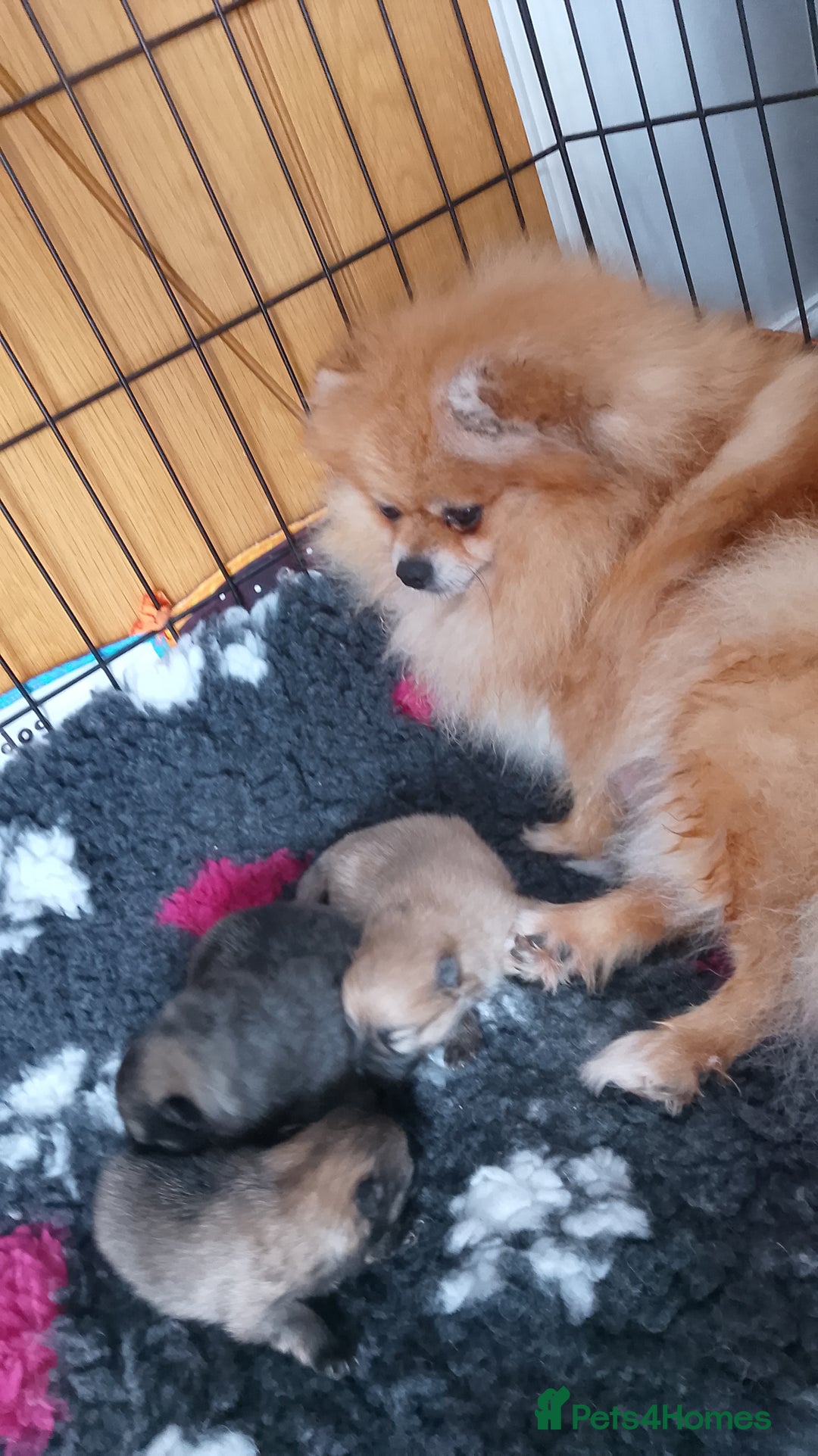 Pomeranian dogs for sale: Show quality tiny beautiful show stopper poms 💙🩷 - Advert 3
