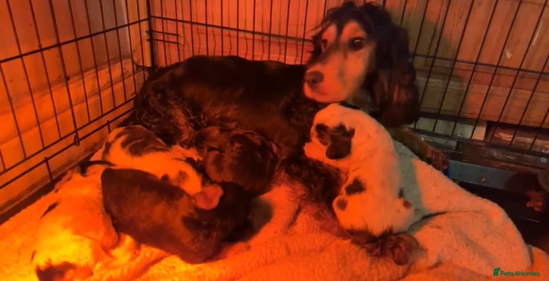 Cockapoo dogs for sale: Ready now F1 show type cocker spaniel  - Image 2