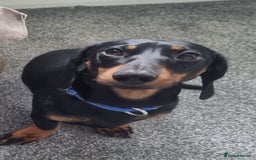Miniature Dachshund dogs for stud: Stud  - Image 1