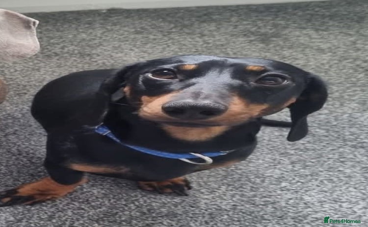 Miniature Dachshund dogs - Advert 4