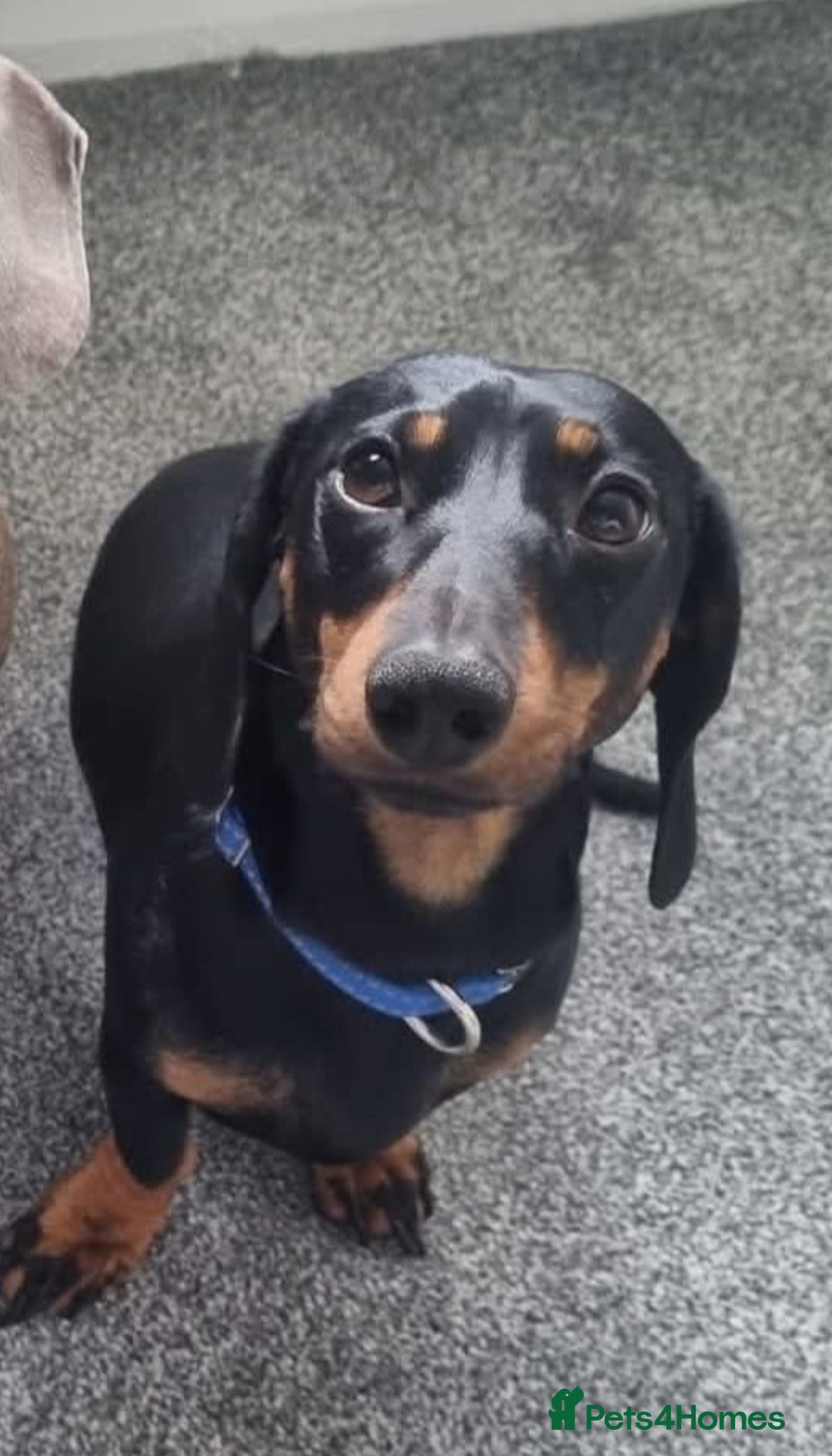 Miniature Dachshund dogs for stud: Stud  - Image 1