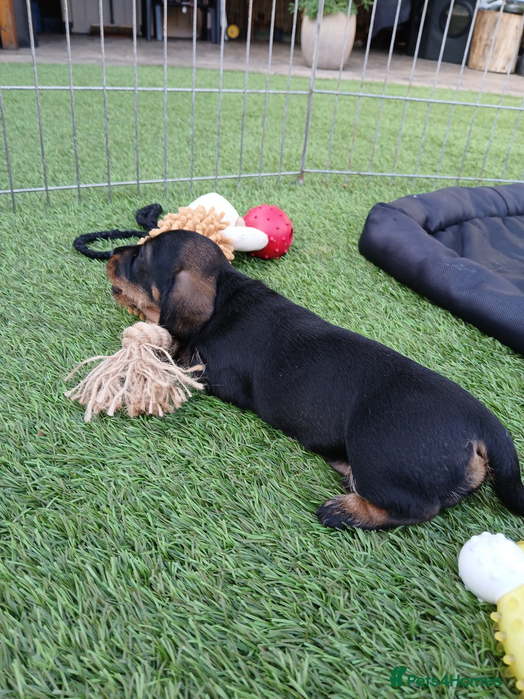Miniature Dachshund dogs for sale: Miniature Wirehaired Dachshund  - Image 8