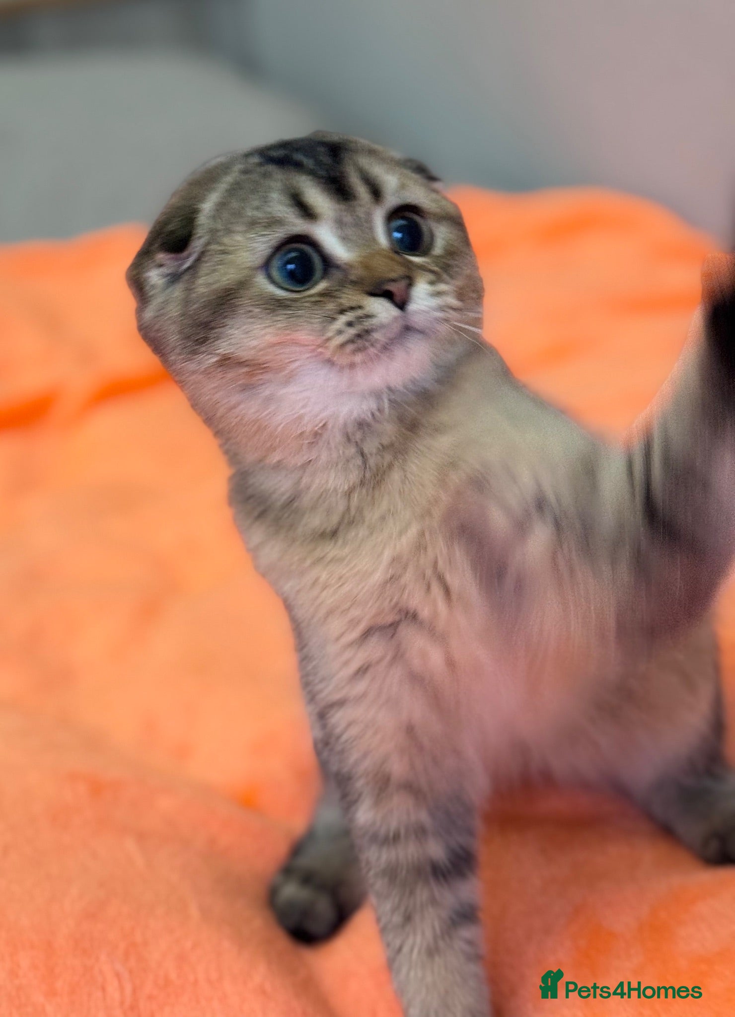 Scottish Fold cats 💎 Stunning TICA Reg. Scottish Fold Kittens 🐾 - Advert 4