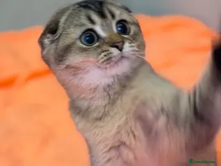 Scottish Fold cats 💎 Stunning TICA Reg. Scottish Fold Kittens 🐾 - Advert 4