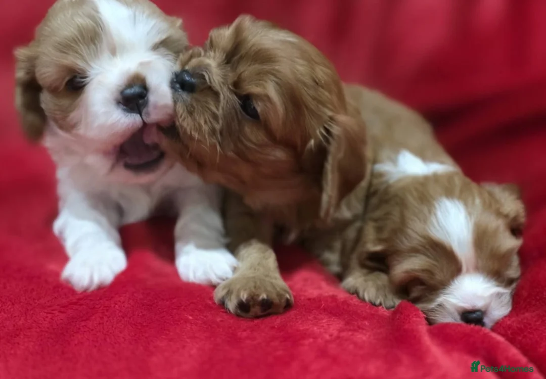 Cavalier King Charles Spaniel dogs for sale: Cavalier king Charles spaniel's. - Advert 1