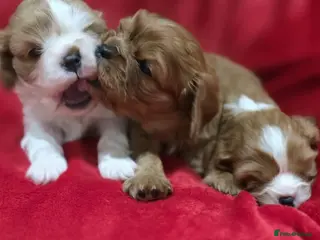 Cavalier King Charles Spaniel dogs Cavalier king Charles spaniel's. - Advert 1