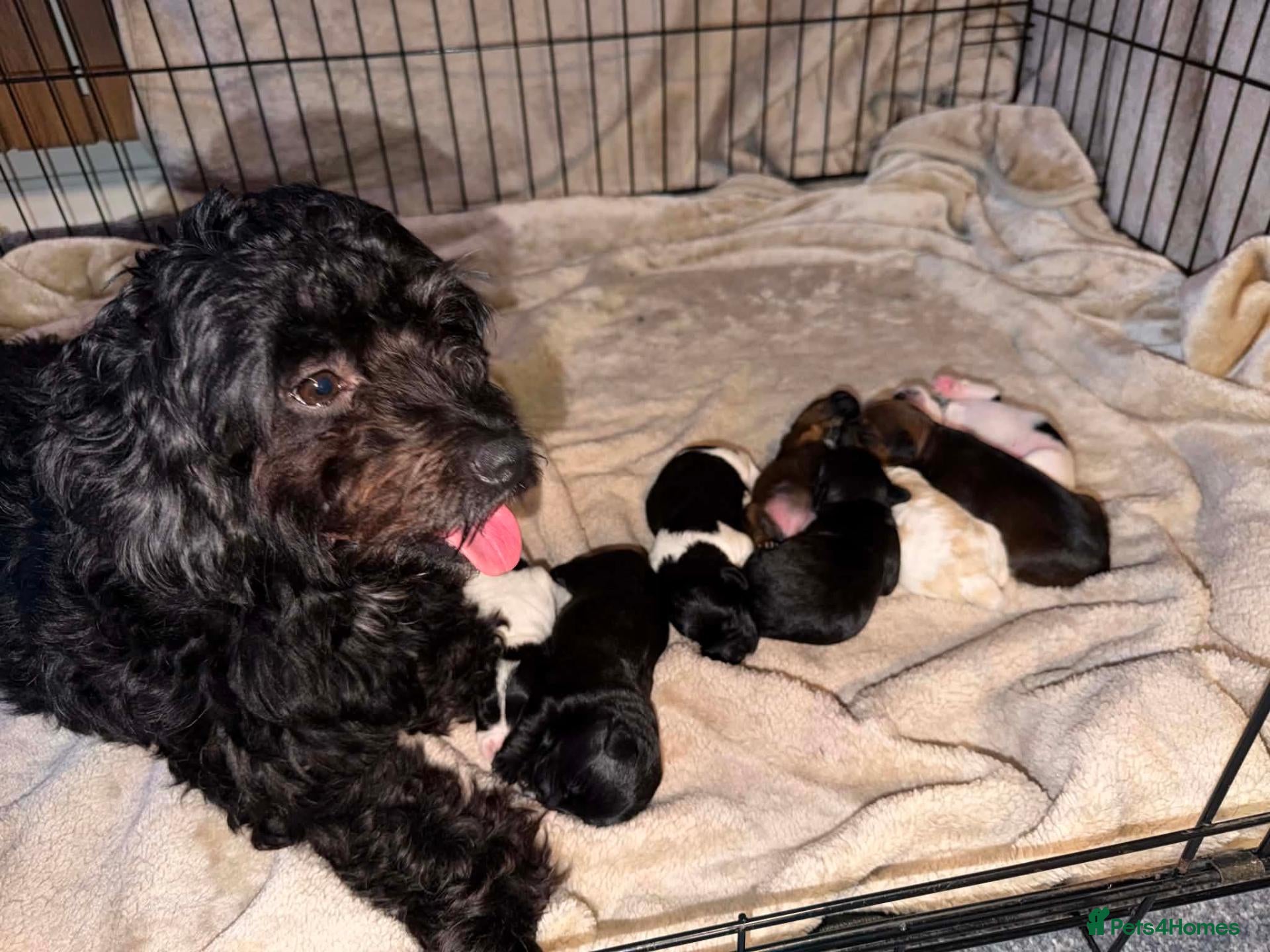 Mixed Breed dogs F1 cockerpoos - Advert 1