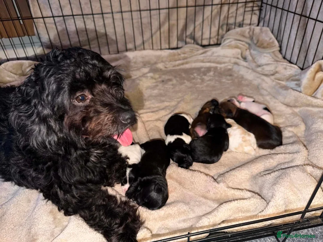 Mixed Breed dogs for sale: F1 cockerpoos in Bognor Regis - Advert 1