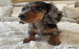 Miniature Dachshund dogs for sale: **MINI LONG HAIRED DACHSHUND** - Image 13