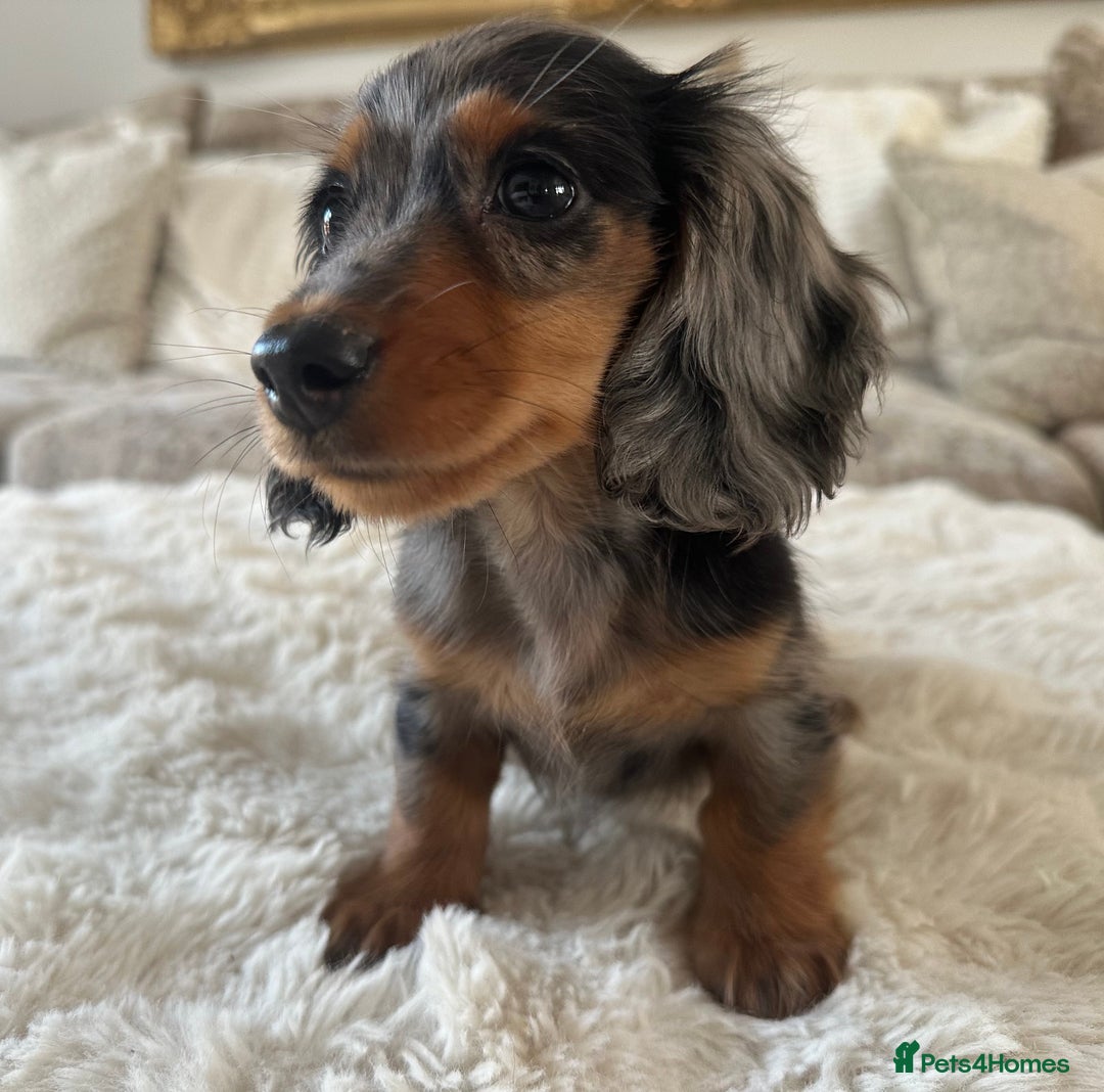 Miniature Dachshund dogs for sale: **MINI LONG HAIRED DACHSHUND** - Image 13