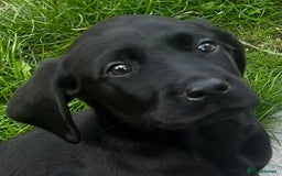 Labrador Retriever dogs for sale: Beautiful lab female puppy  - Image 1