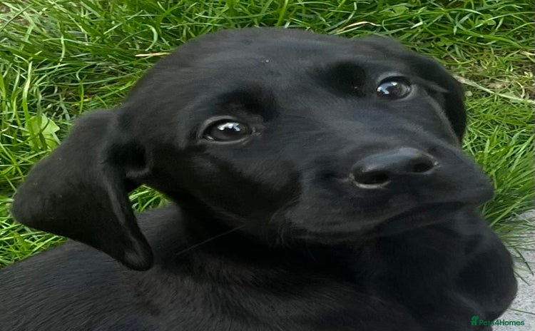 Labrador Retriever dogs - Advert 9
