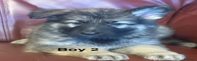 German Shepherd 2