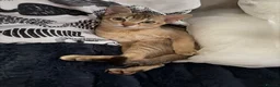Burmese cats for sale: Magic and Basil are stunning Asian boys.  in Plymouth - Advert 7