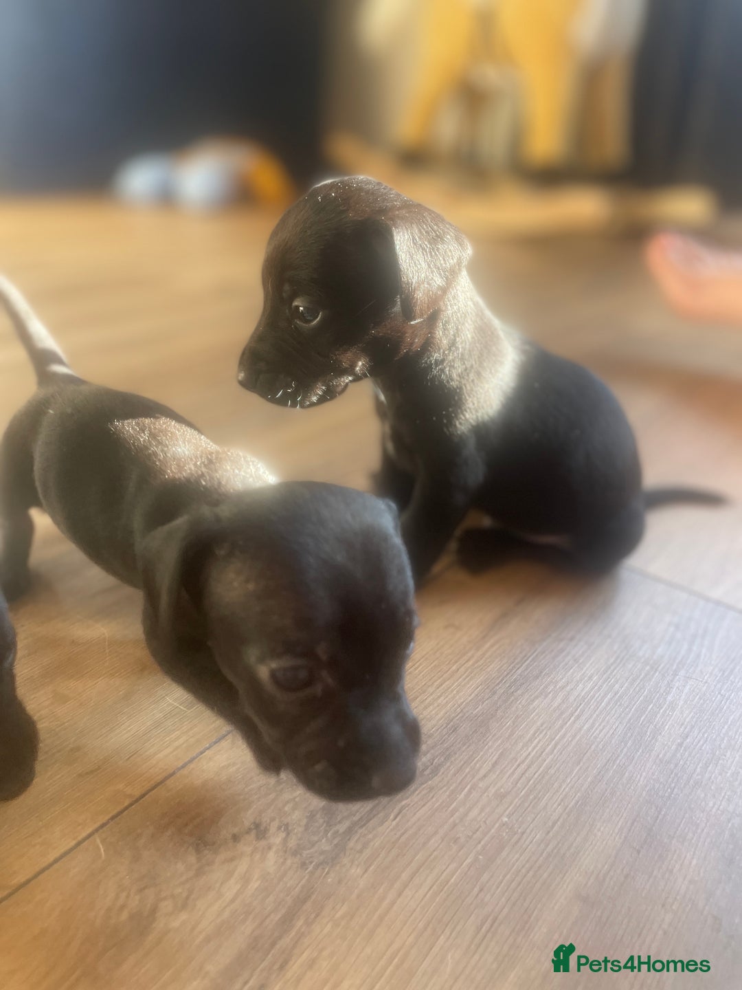 Mixed Breed dogs for sale: Beautiful puppies - Image 9