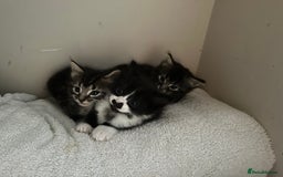 Mixed Breed cats for sale: 3 Male kittens for sale  - Image 1