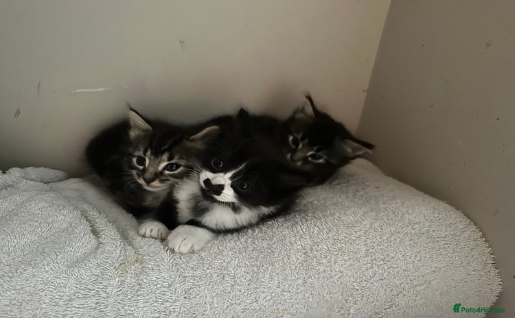 Mixed Breed cats - Advert 10