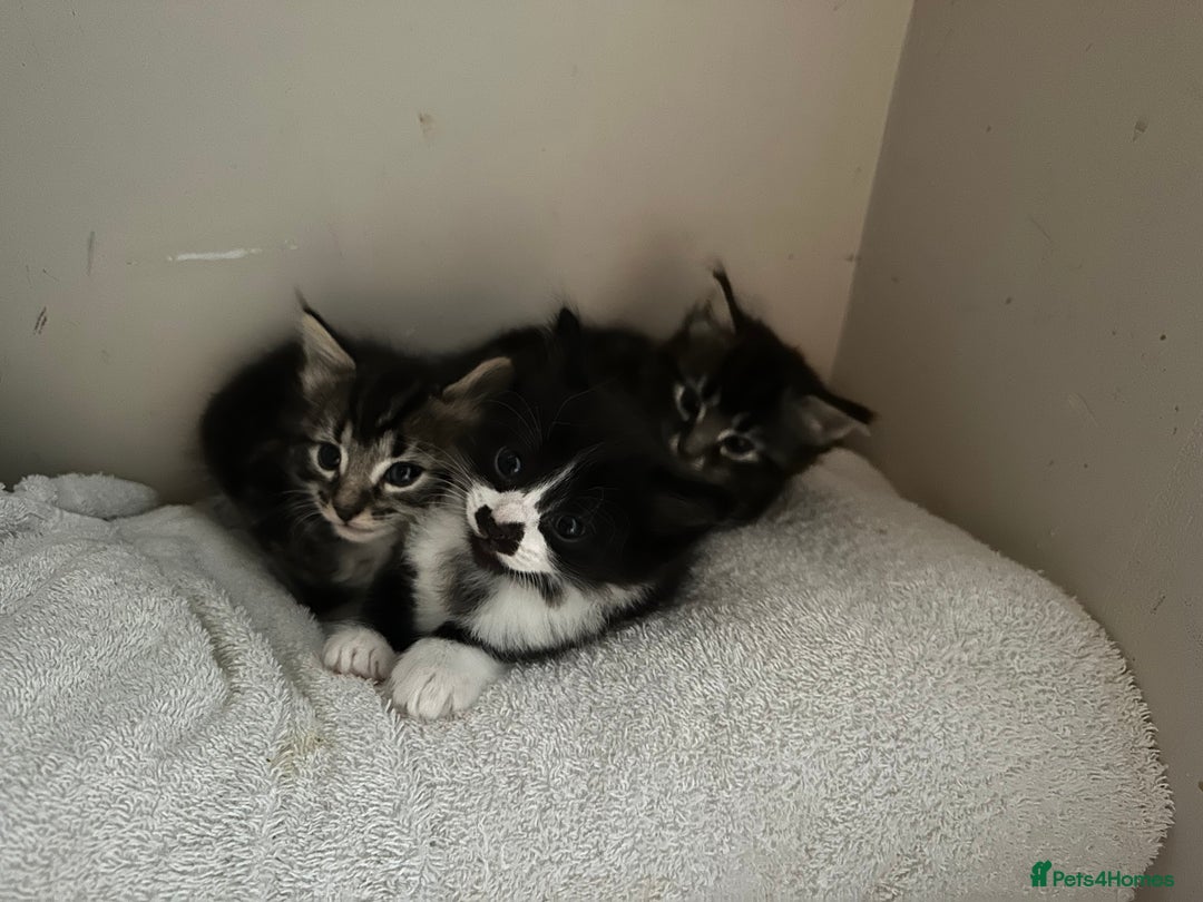 Mixed Breed cats for sale: 3 Male kittens for sale  - Image 1