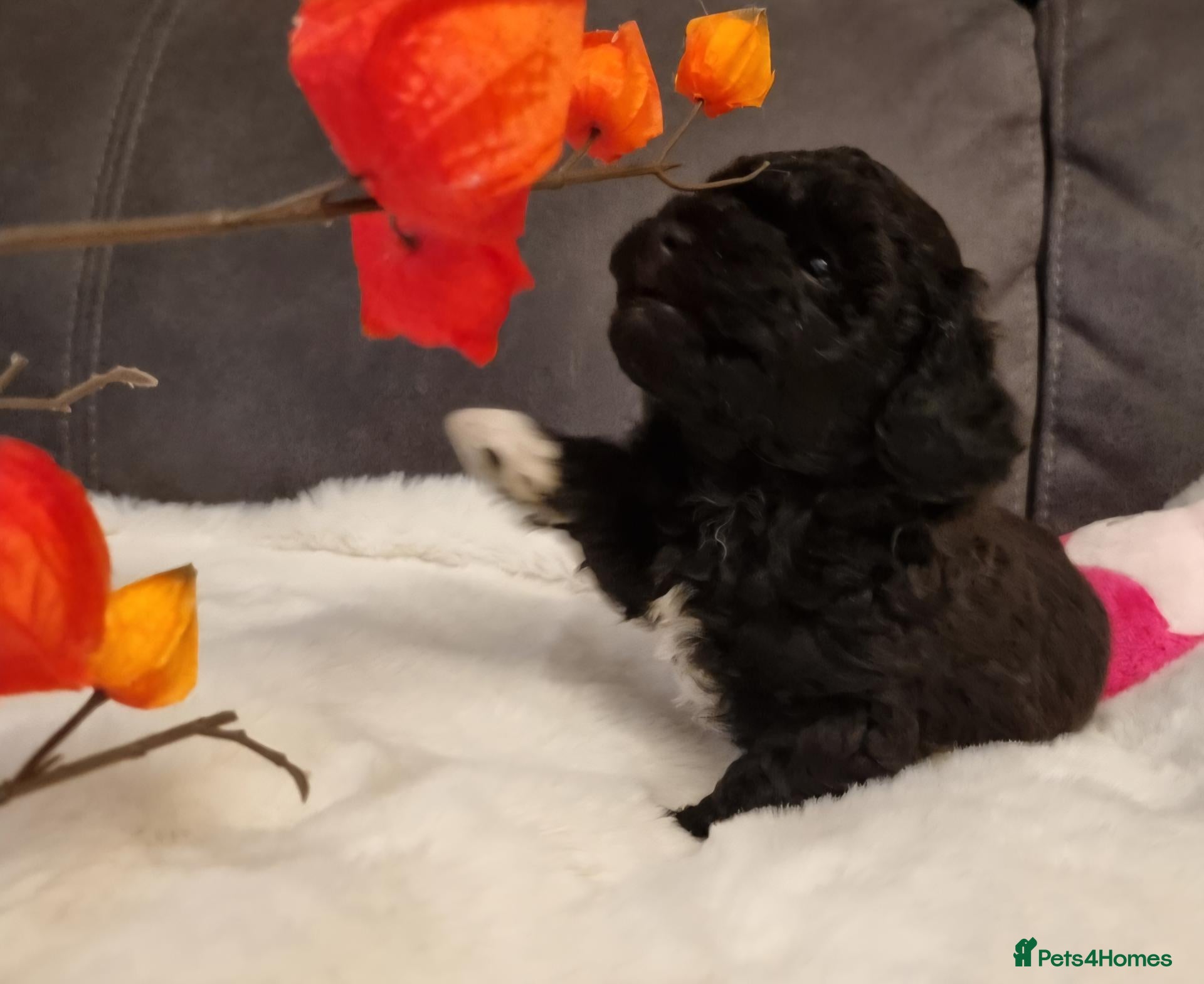 Shihpoo dogs Gorgeous Little Shihpoo Pups sold Fully Vaccinated - Advert 2