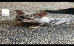 French Bulldog dogs for sale: French bulldog  - Image 2