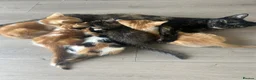 Mixed Breed cats for sale: GORGEOUS KITTENS  - Advert 3