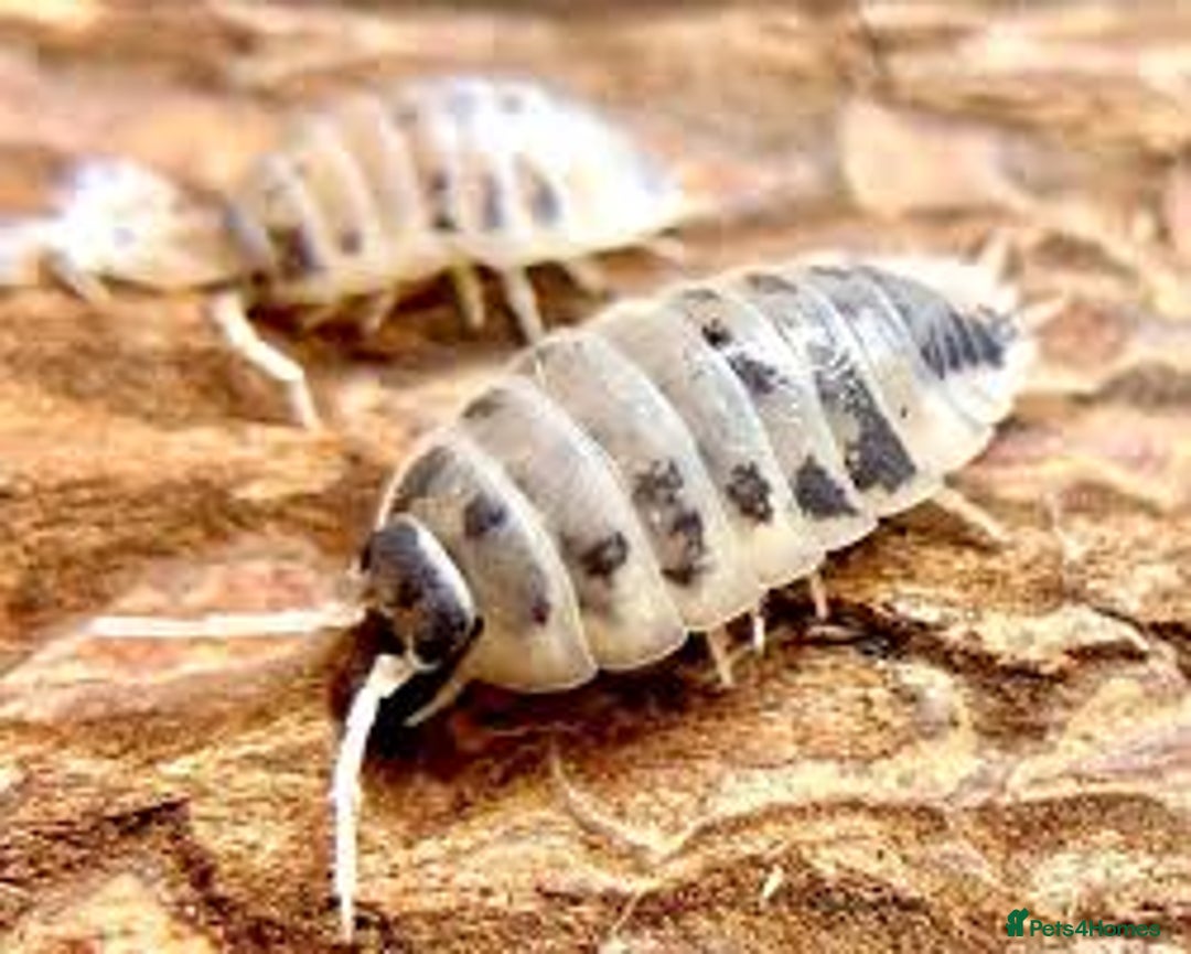 Mixed Breed invertebrates for sale: Dairy cow isopods - Image 2