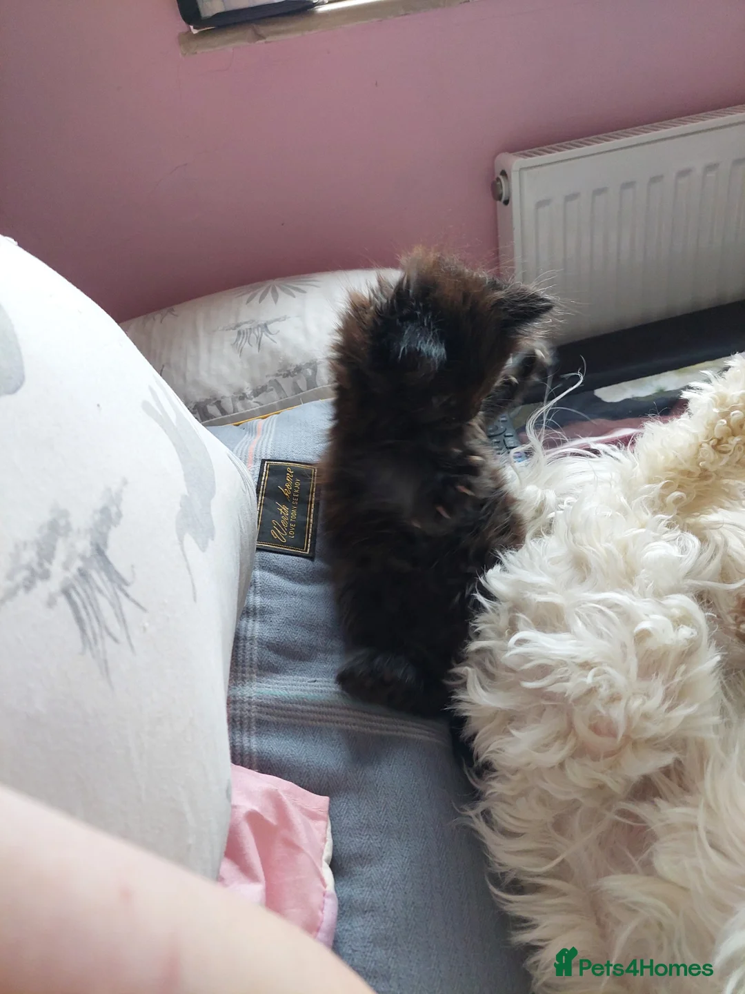 Mixed Breed cats for sale: Maincoon cross kittens 2 females. in Eastleigh - Advert 7