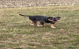 Olde English Bulldogge dogs for sale: Old English Bulldog - Image 2