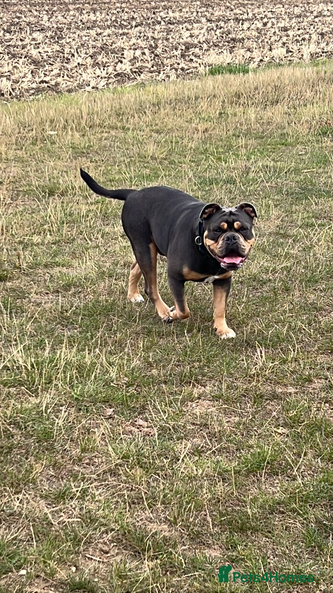 Olde English Bulldogge dogs for sale: Old English Bulldog - Image 2