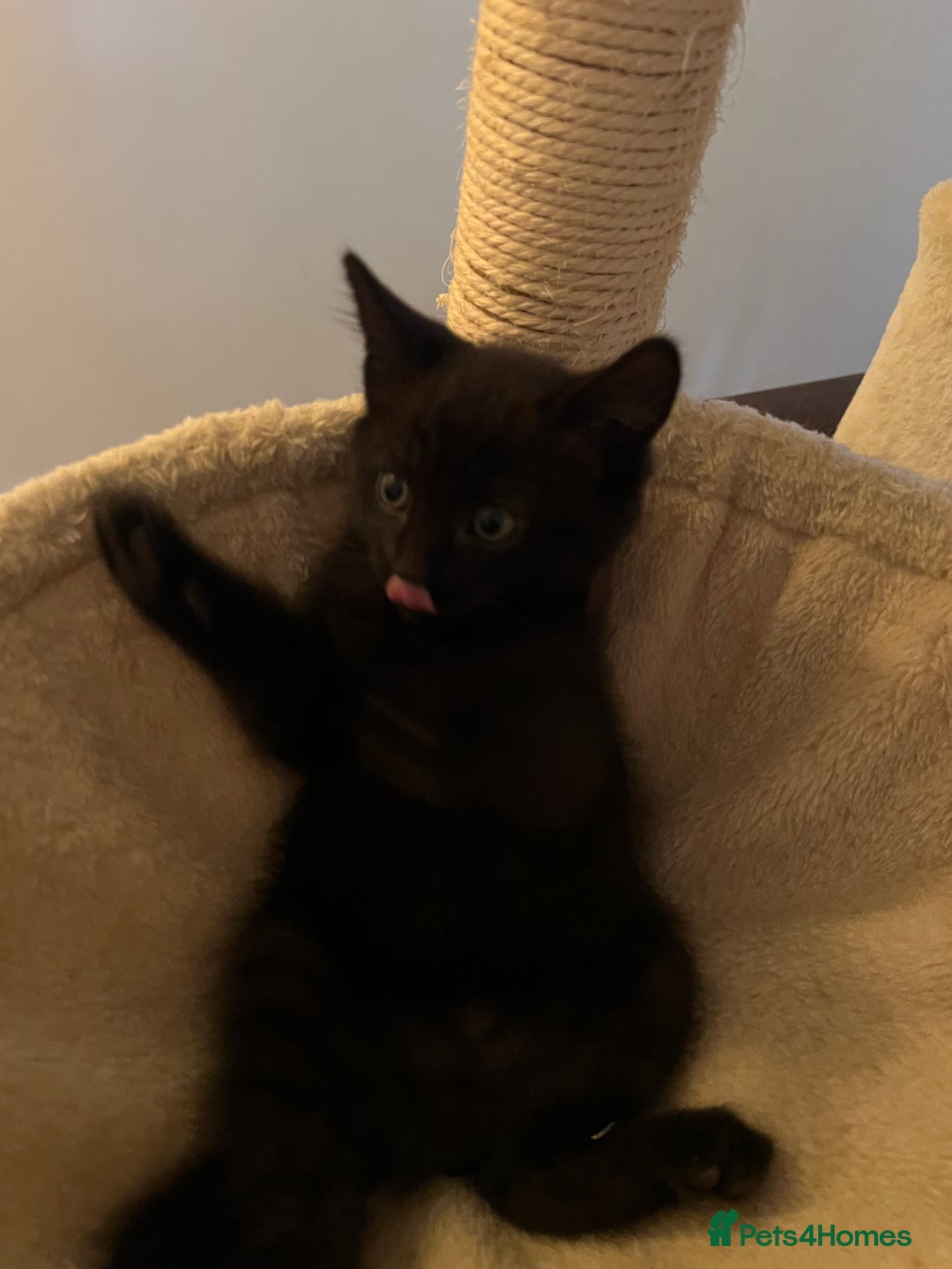 Mixed Breed cats for sale: Selling Black Male Kitty  - Advert 4