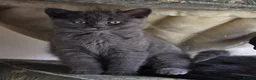 British Shorthair cats for sale: British shorthair kittens - Advert 11