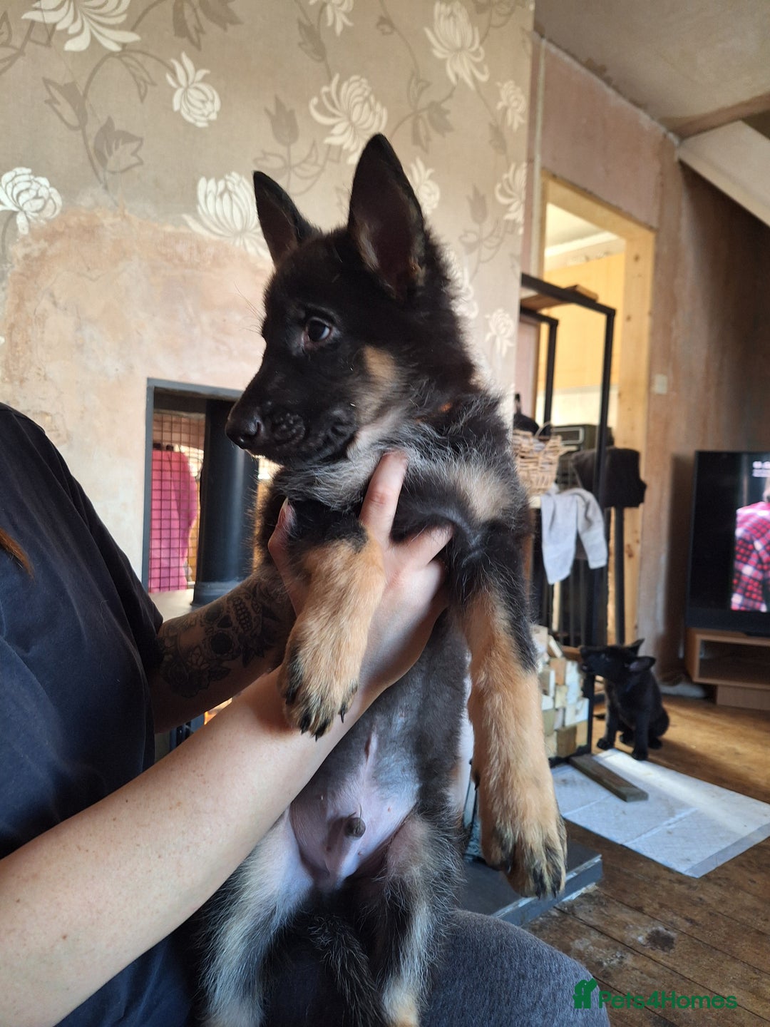 German Shepherd dogs for sale: 10 Healthy Beautiful German shepherds - Image 14