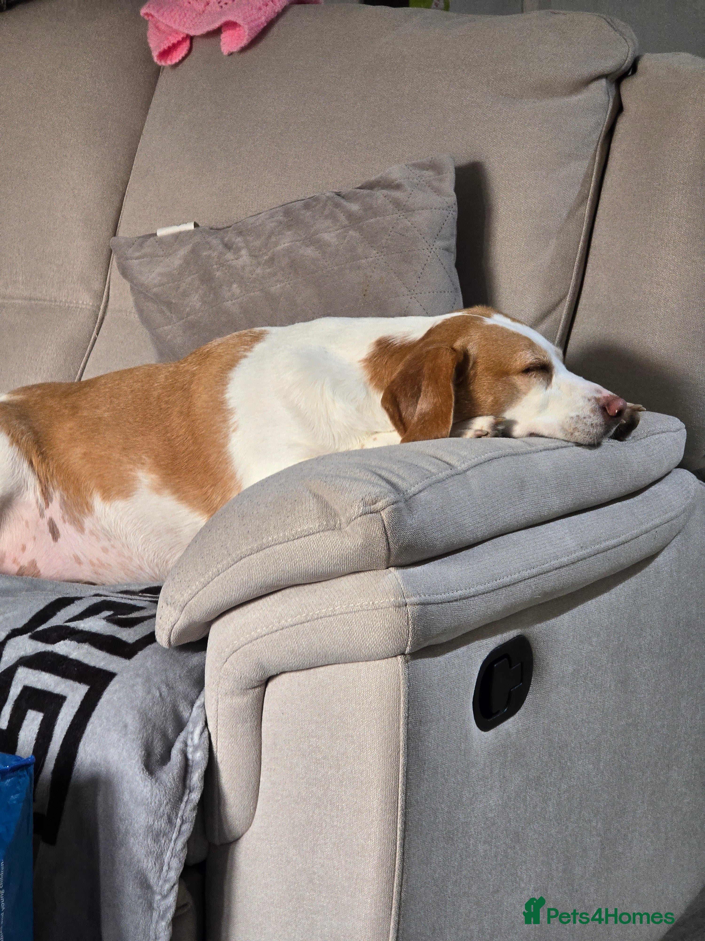 Beagle dogs 4 year old Beagle - Advert 4