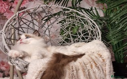 Ragdoll cats for sale: Quality Tica reg Ragdoll kittens  - Image 12