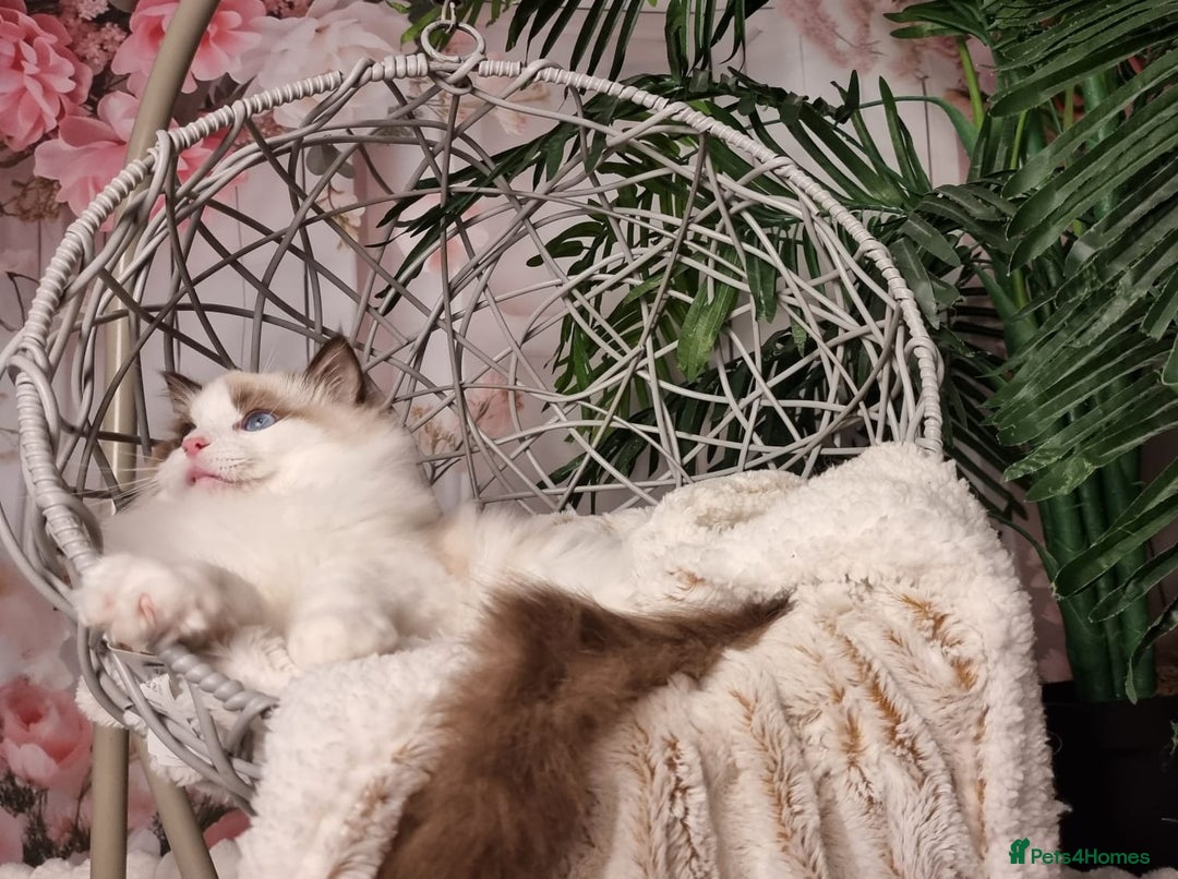 Ragdoll cats for sale: Quality Tica reg Ragdoll kittens  - Image 12
