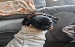 Dachshund dogs for sale: Beautiful Dachshund Puppies - Image 34