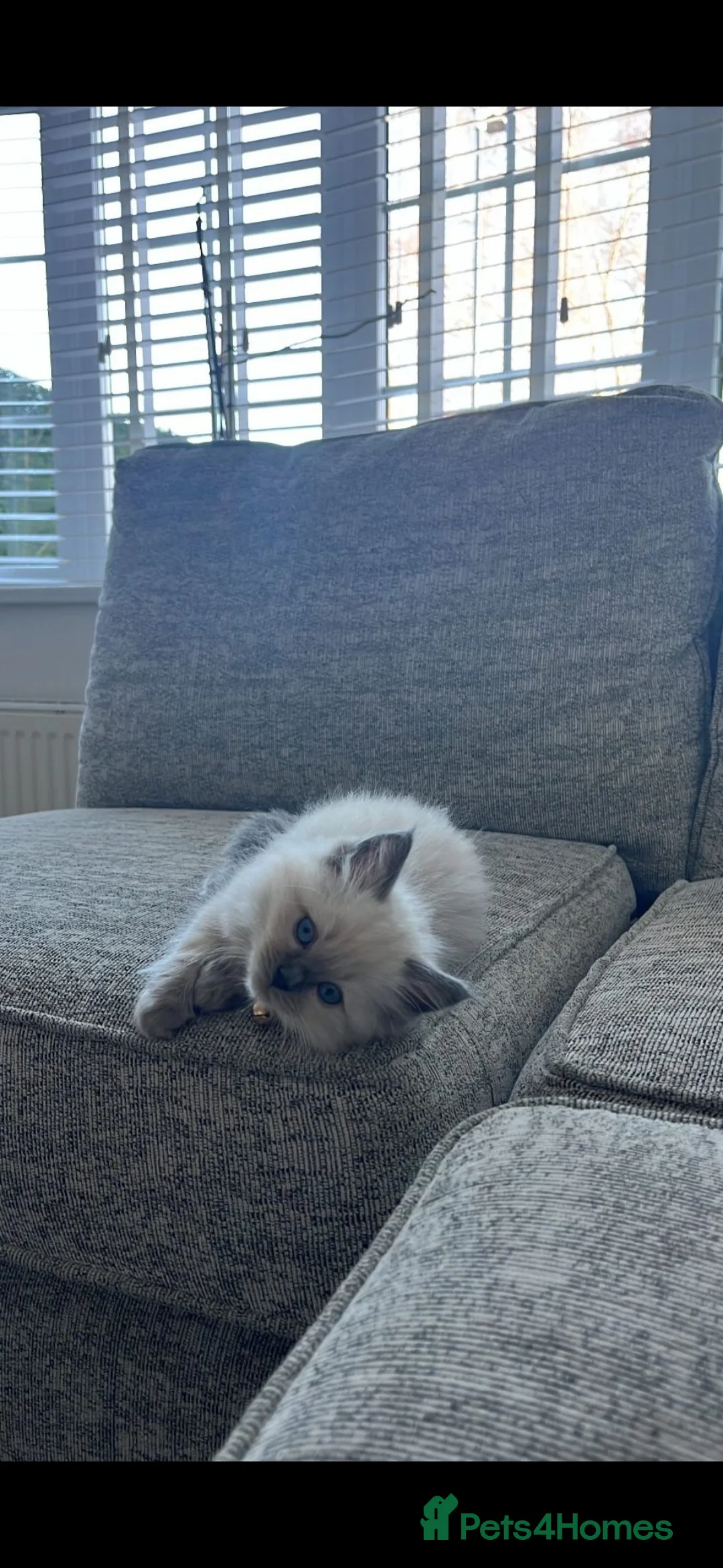 Ragdoll cats for sale: **All Reserved** Ragdoll Kittens - Advert 4