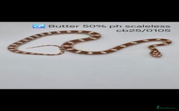 Corn Snake reptiles for sale: Cornsnake Hatchlings - Image 2