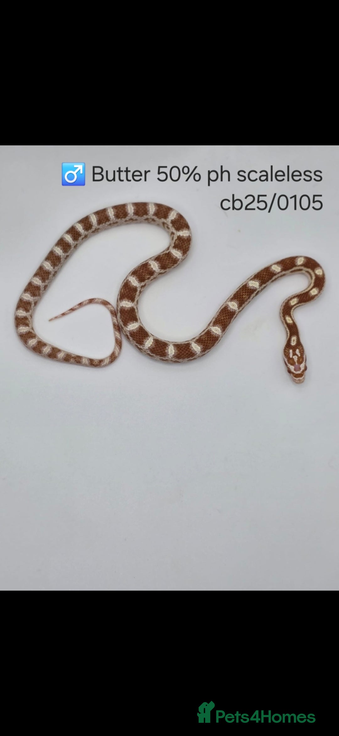 Corn Snake reptiles for sale: Cornsnake Hatchlings - Image 2