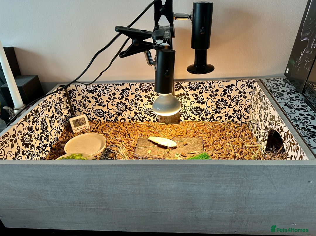 Tortoise reptiles for sale: Leopard Tortoise With Table and Lights etc - Advert 5
