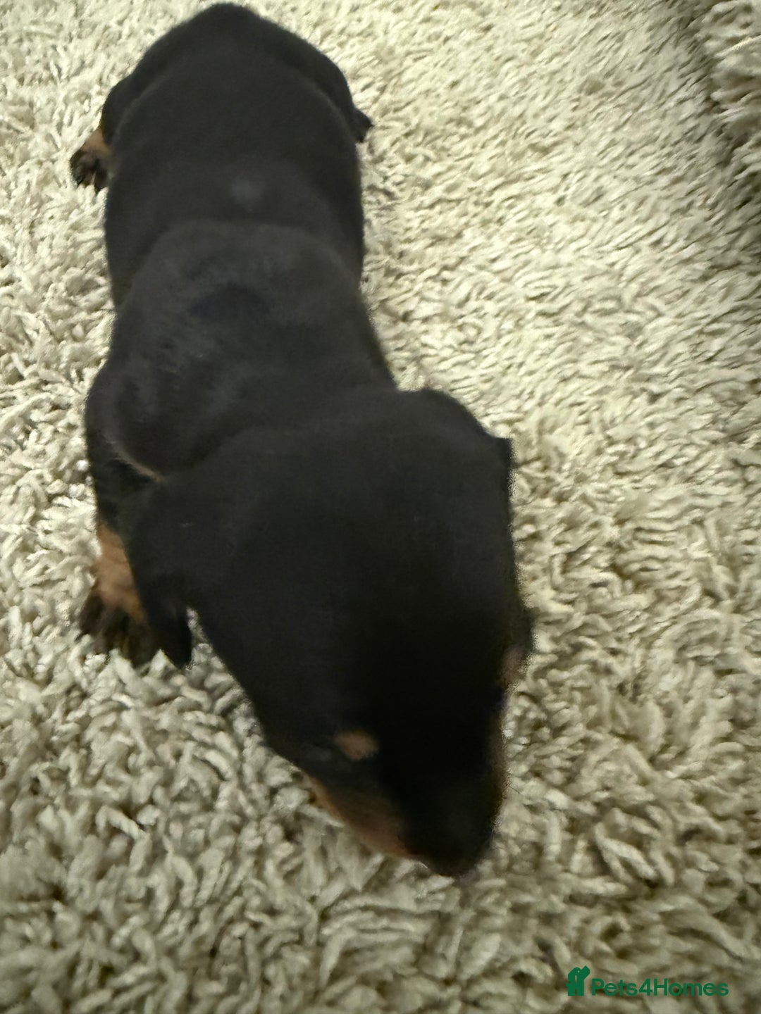 Mixed Breed dogs for sale: Dachshund puppies seven  - Advert 13