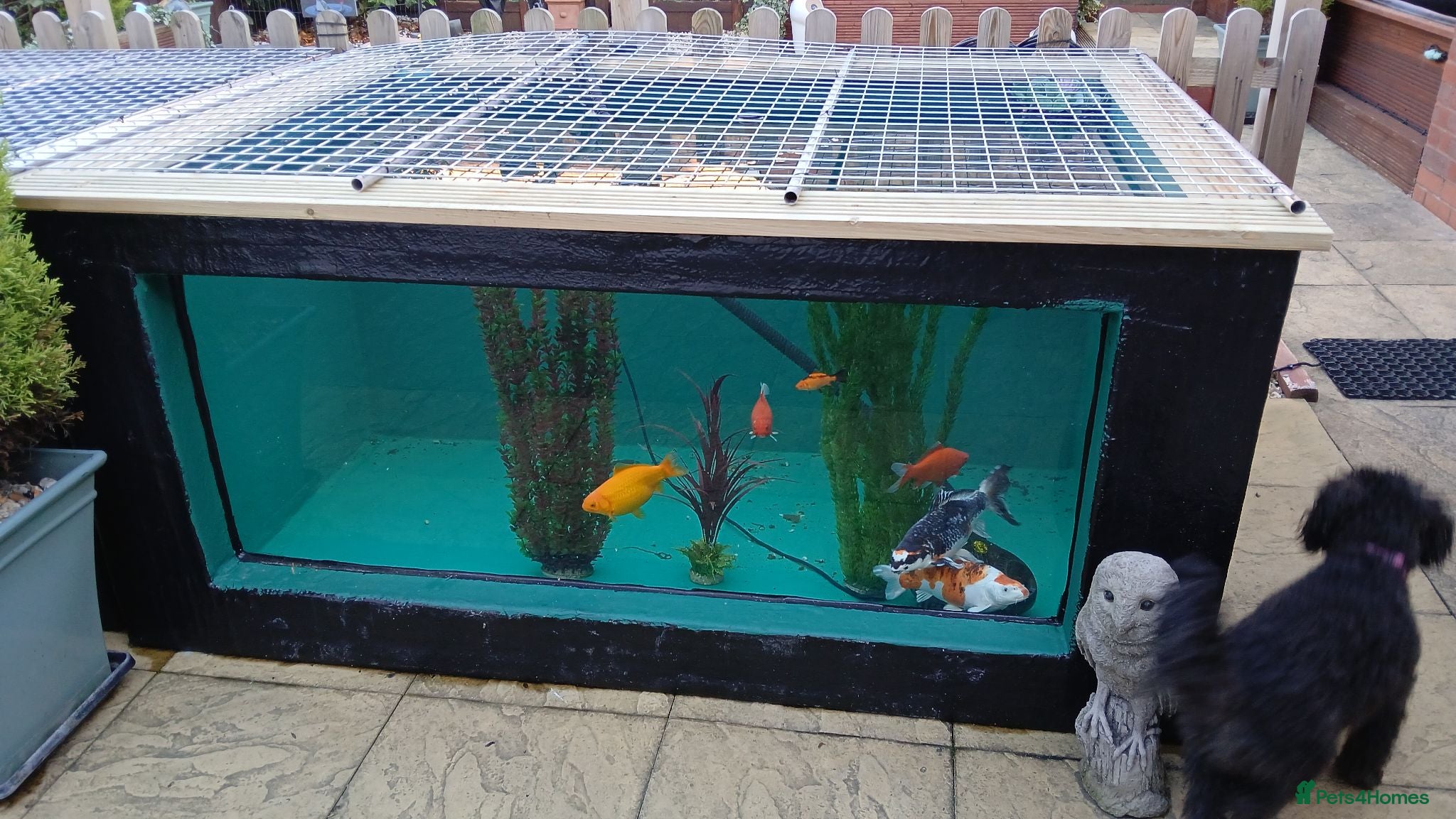 Goldfish fish 5 goldfish looking for a new home - Advert 5