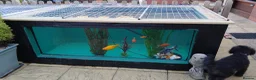 Goldfish fish for sale: 5 goldfish looking for a new home in Burnham-on-Sea - Advert 1