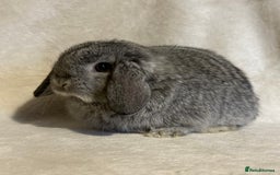 Mini Lop rabbits for sale: Pure mini lop babies to reserve  - Image 4