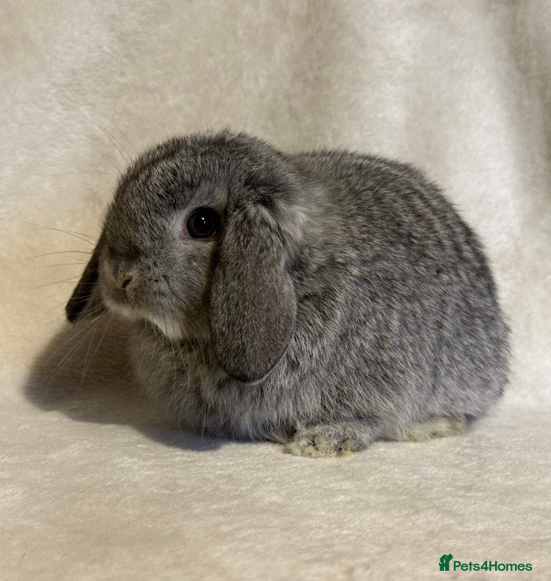 Mini Lop rabbits for sale: Pure mini lop babies to reserve  - Image 4
