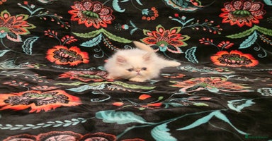 Persian cats - Advert 13